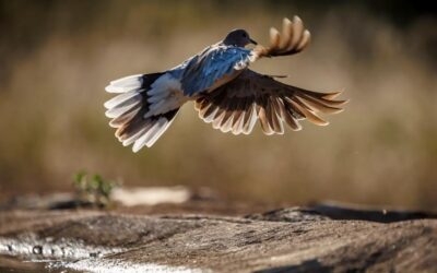 Market Commentary: A Dove in Hawk’s Clothing—the Fed Hikes, but It’s Still a Dovish Fed
